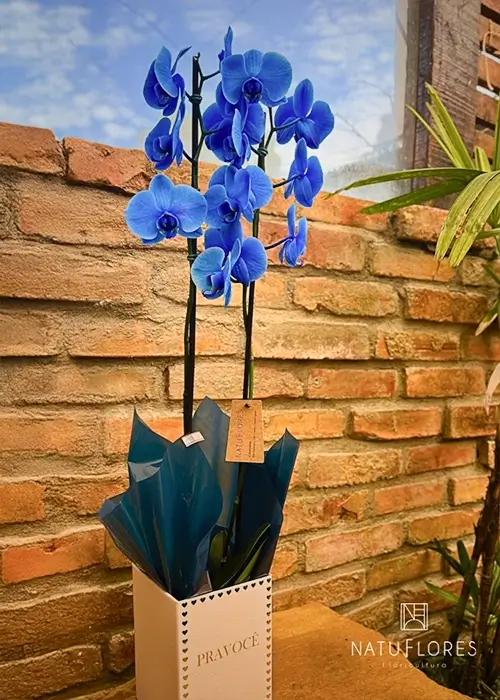 Orquídea Phalaenopsis azul